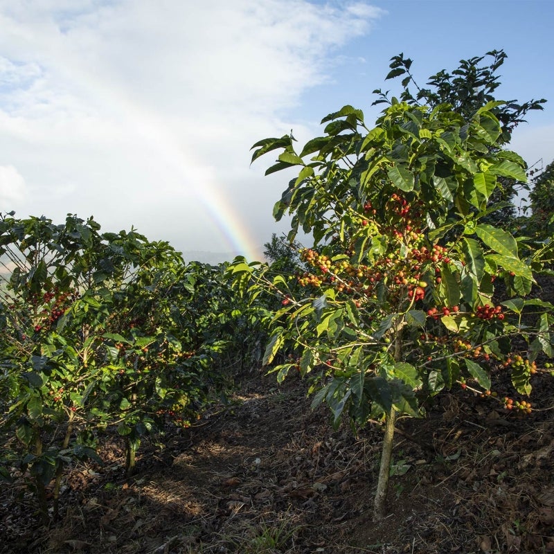 Starbucks®’ miljømæssige mål