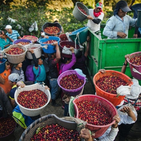 Starbucks®’ miljømæssige mål for kaffeavlere
