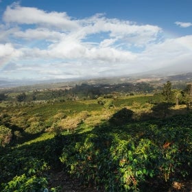 Etisk fremskaffet kaffe