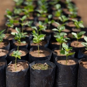 Etisk fremskaffet kaffe